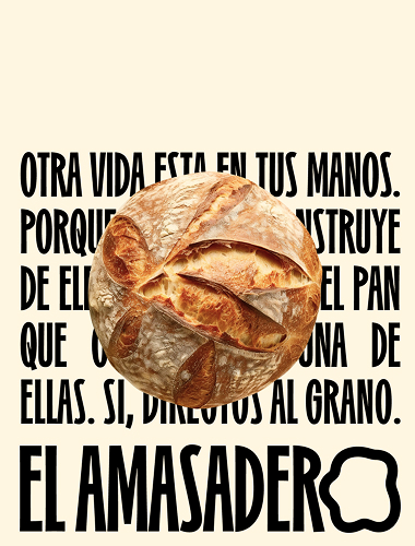 Illustration of seashells